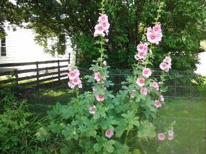 10475969_298109007017454_846022390001380906_o