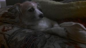 Here is Jade the dog relaxing on her couch which she is sometimes willing to share. 