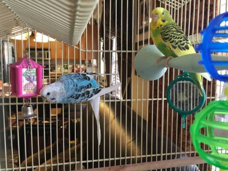 These aren't actually our parakeets.  Ours are all deceased.