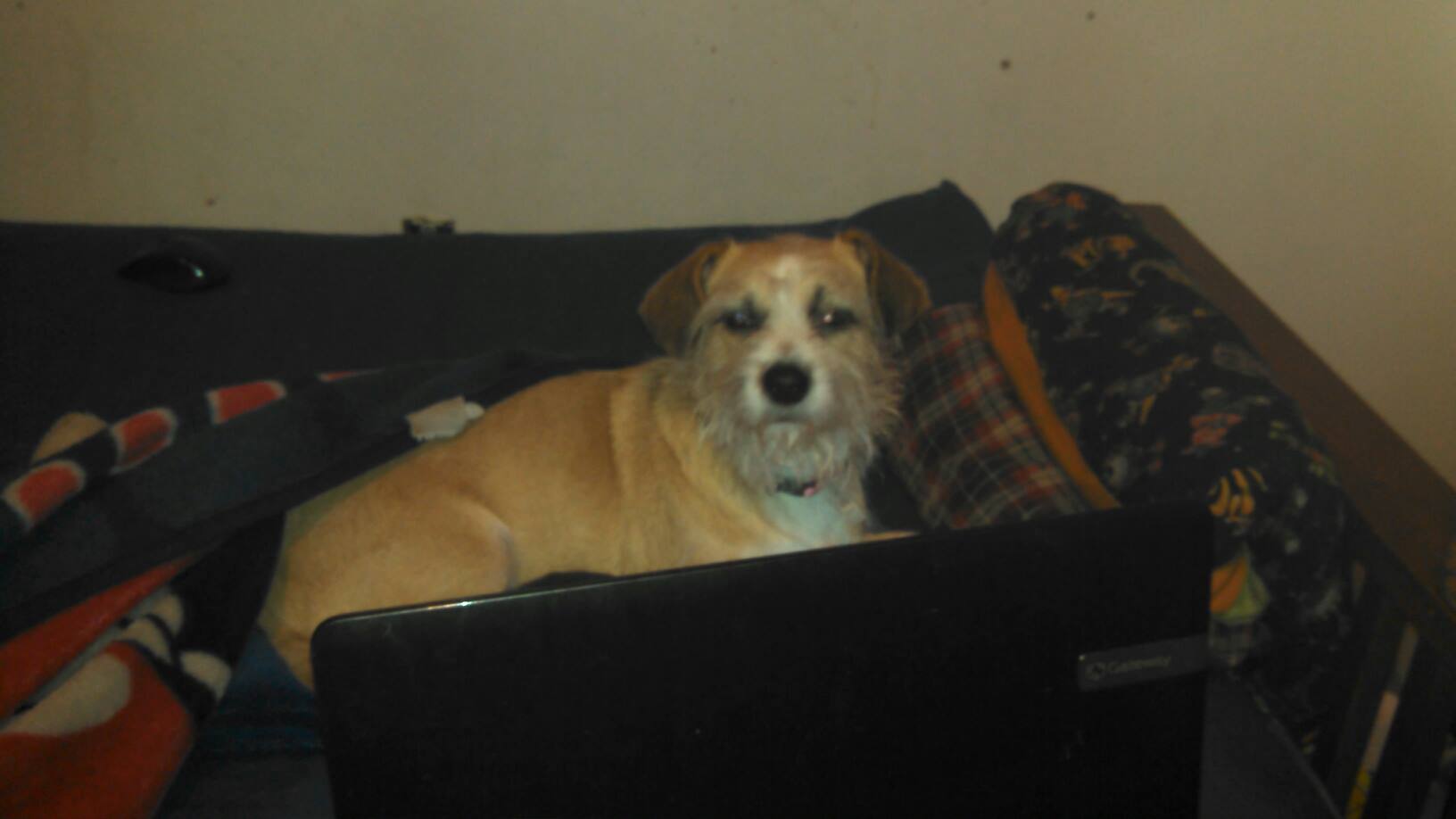 1836798_529426233843470_766473335_o