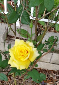 A Yellow Rose of Texas in our yard.