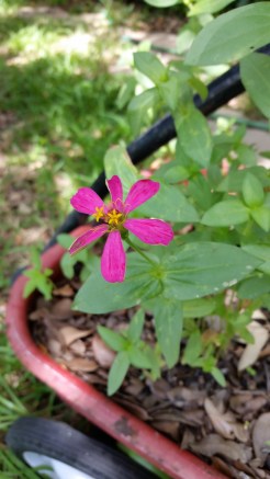 A close-up of the Flower Wagon's first bloom.