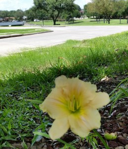 Another yellow perennial that came up due to funky wet weather.