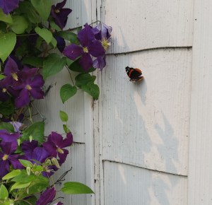 A Red Admiral butterfly...