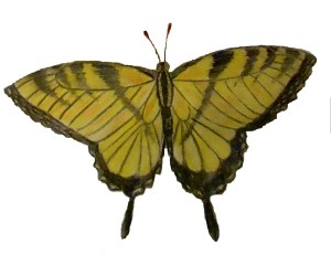 swallowtail