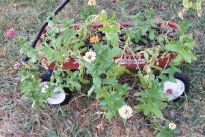 The blossoms in the flower wagon reached a new record number today, despite the heat.