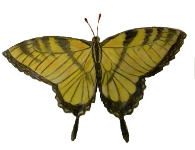swallowtail