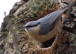 Eurasian_Nuthatch_(Sitta_europaea)_by_nest_hole wikimedia