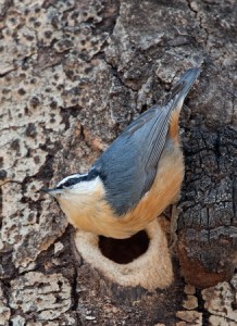 Red-Breasted-Nuthatch-Nest