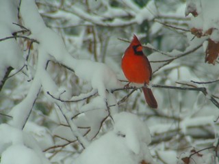 Cardinalis_cardinalis,_Northern_cardinal,_male,I_JAG308