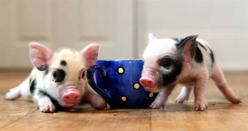 pink-baby-teacup-pigs-wallpaper-2