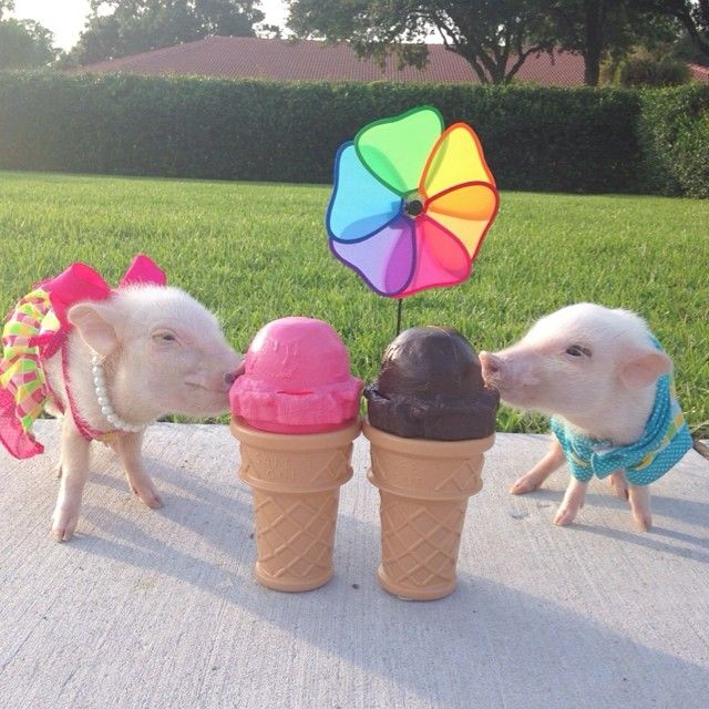 priscilla-and-poppleton