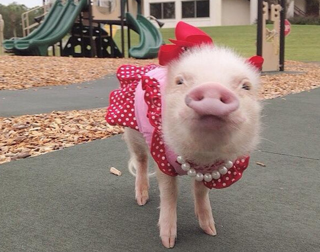 priscilla-mini-pig