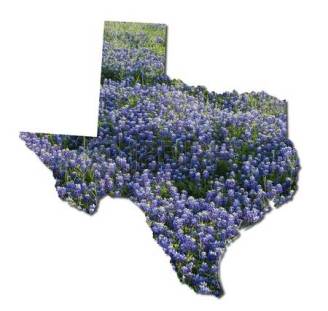 17617977-texas-and-bluebonnets