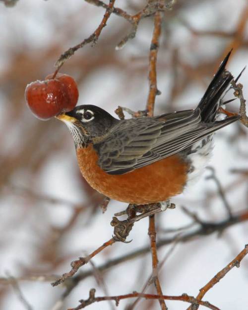 American_Robin_m50-1-006_l_0