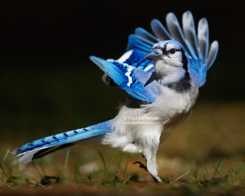 blue-jay-best-photo-animal-pet-dog-wildlife-photographer-vlad-kamenski-601