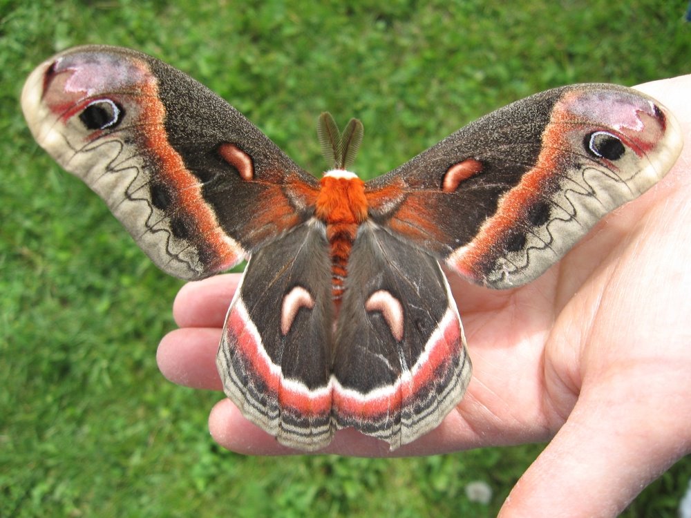 cecropia_moth_hand