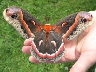 cecropia_moth_hand