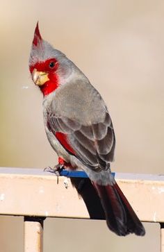 9f253ee075700bbb26e86ba49772ee89--rare-birds-exotic-birds