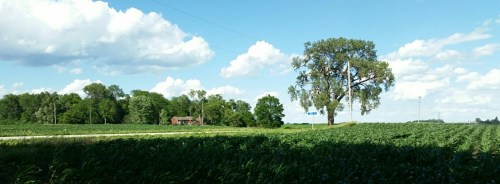 Corny360_2017-06-19-17-17-44-339