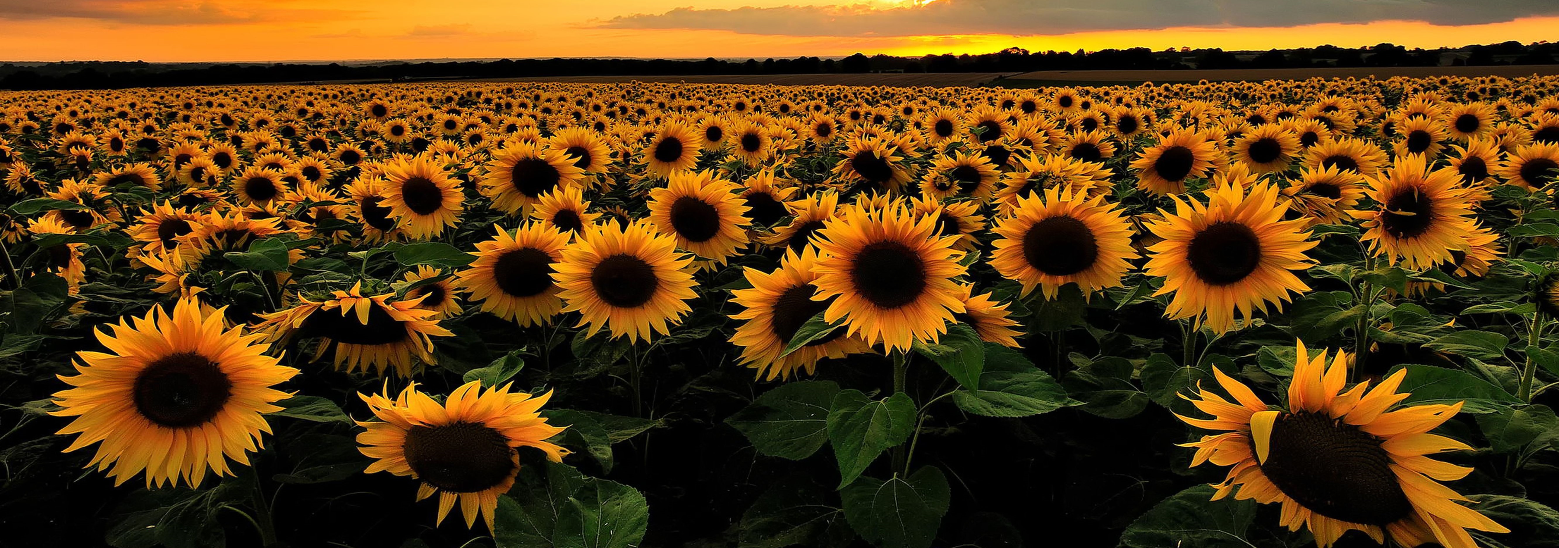 sunflower-category